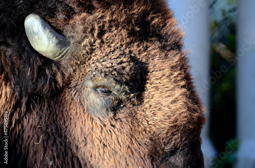 Wallpaper Mural アメリカバイソン Torontodigital.ca