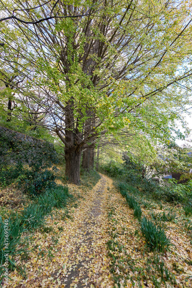 Fototapeta premium 百合丘第1緑地(神奈川県川崎市麻生区百合丘)