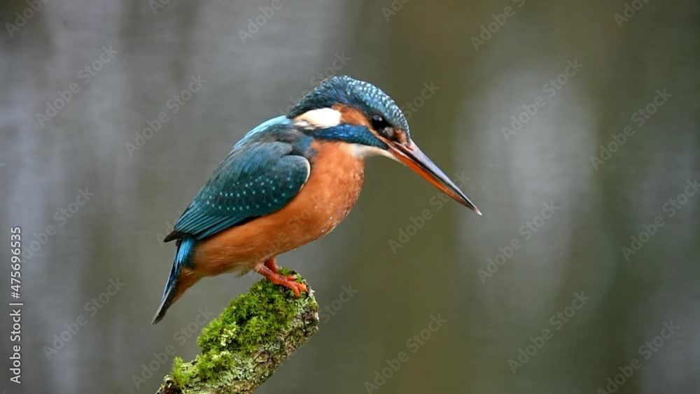 Eisvogel fängt Fische 