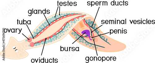 Reproductive system of planaria (flatworm) isolated on white background