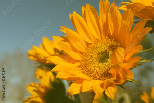 Fototapeta Naklejka Na Ścianę i Meble -  Yellow Sunflowers outdoors in Garden Close up