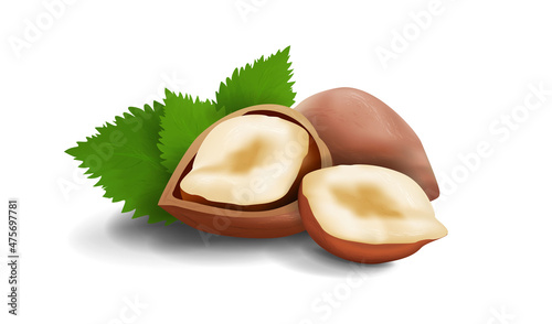Vector. Realistic illustration of a hazelnut. Walnut in shell, half nuts and peeled walnuts and green hazel leaves in back. Isolated on white background