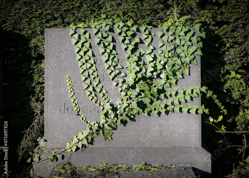 ivy covered wall photo