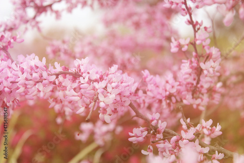 Texas Redbud Tree Cercis canadensis Close up