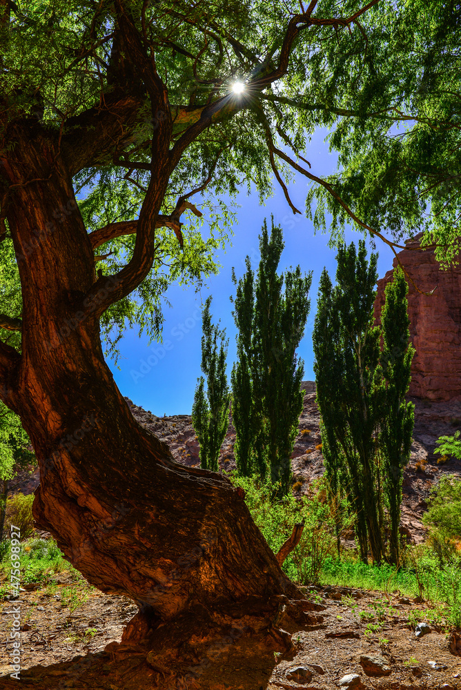 Obraz premium Sun filtering through a tree on a green side-gorge on the Ruta 40 road to La Poma and the Abra del Acay mountain pass, Salta Province, northwest Argentina