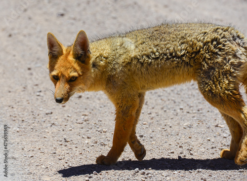 A culpeo (Lycalopex culpaeus), or Andean fox, or zorro, near the top of the Abra del Acay mountain pass, Salta Province, northwest Argentina photo