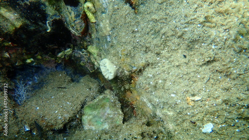Scarlet coral or pig-tooth coral, european star coral (Balanophyllia (Balanophyllia) europaea) undersea, Aegean Sea, Greece, Halkidiki 