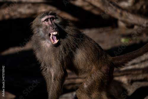 Photography A yellow baboon (Papio cynocephalus) is seen with its mouth wide open