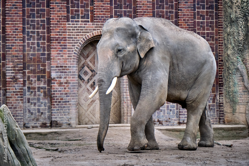 Naklejka premium Elefantenbulle Voi Nam , Asiatischer Elefant ( Elephas maximus indicus ).