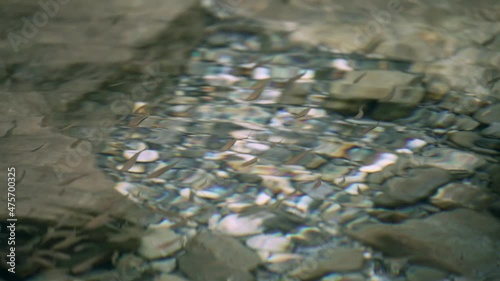 Fish(Taiwan torrent carp,Deep-body shovelnose minnow, Taiwan shoveljaw carp)  swimming in clear river located at Taroko National Park, Taiwan photo