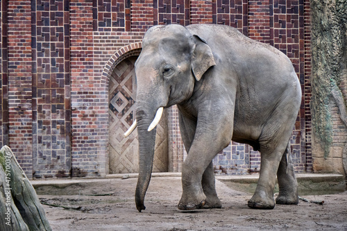 Elefantenbulle Voi Nam , Asiatischer Elefant ( Elephas maximus indicus ). photo