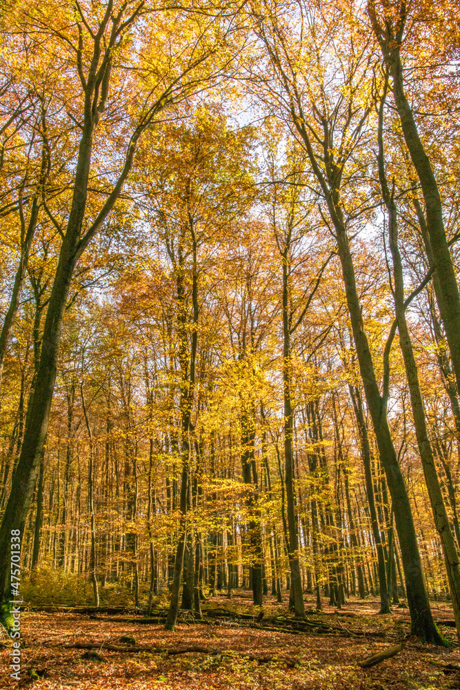 Fototapeta premium Herbstfarben