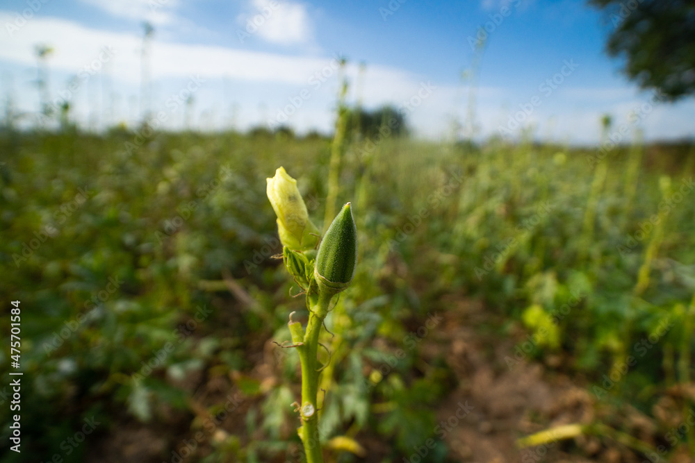 Okra and blossom in okra field under cloudy sky Okra and blossom in okra field under cloudy sky