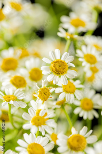 Chamomile with pretty little white flowers © dong
