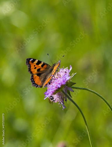 butterfly on flower © Salons