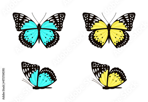 Blue and yellow butterflies with spread and folded wings vector set