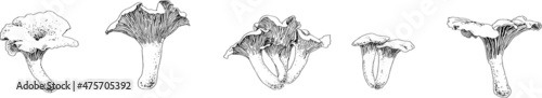 A set of chanterelle mushrooms made in vector in black and white. For poster, stickers, sketchbook cover, print, your design.