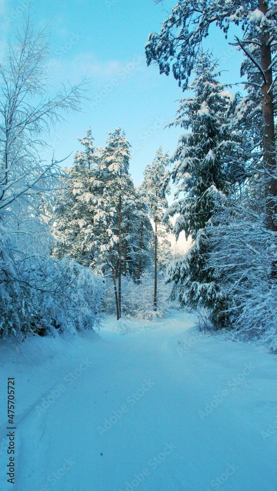 Fototapeta premium winter landscape with trees and snow path
