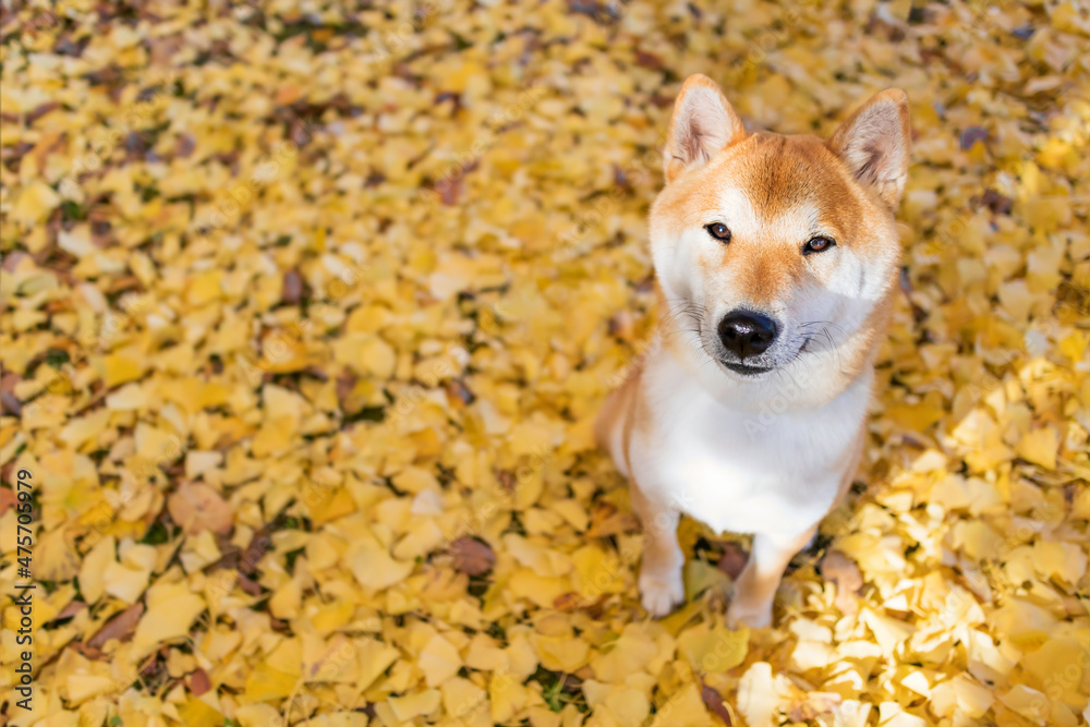 Close-up Portrait of beautiful and cute red shiba inu puppy sitting at the park in autumn.dog posing with morning sunshine. Close-up Portrait of beautiful and cute red shiba inu puppy sitting at the park in autumn.dog posing with morning sunshine.