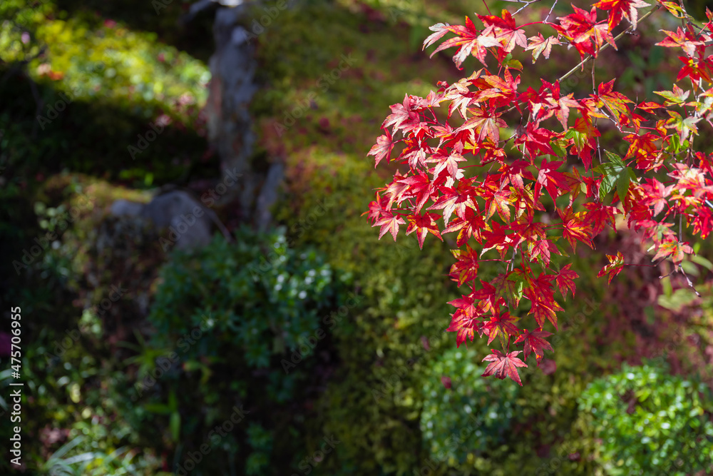 紅葉の箱根美術館　神奈川県箱根町