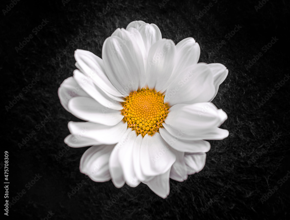 Obraz premium Delicate flower on black background. For design. Nature.