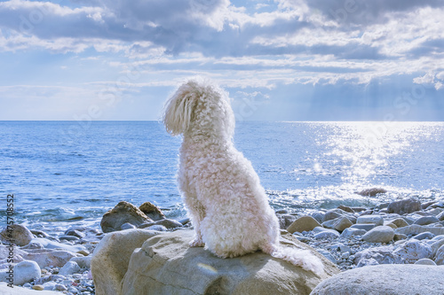 Beige poodle sitting on a white stone, looks at the sea. The sun leaves a bright path along the ripples of the sea. © Sergey + Marina