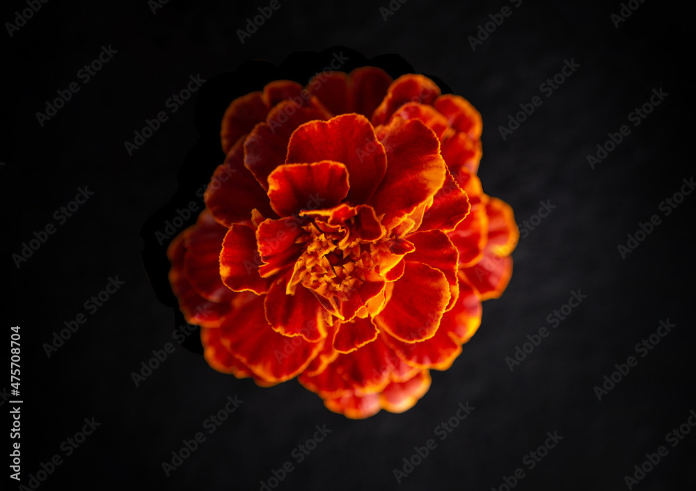 Delicate flower on a black background. Closeup. Delicate flower on a black background. Closeup.