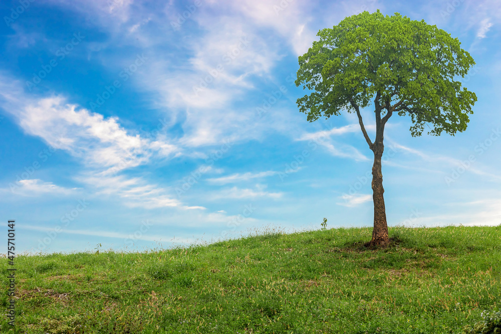 lonely tree growing on green fields with blue sky and white clouds background