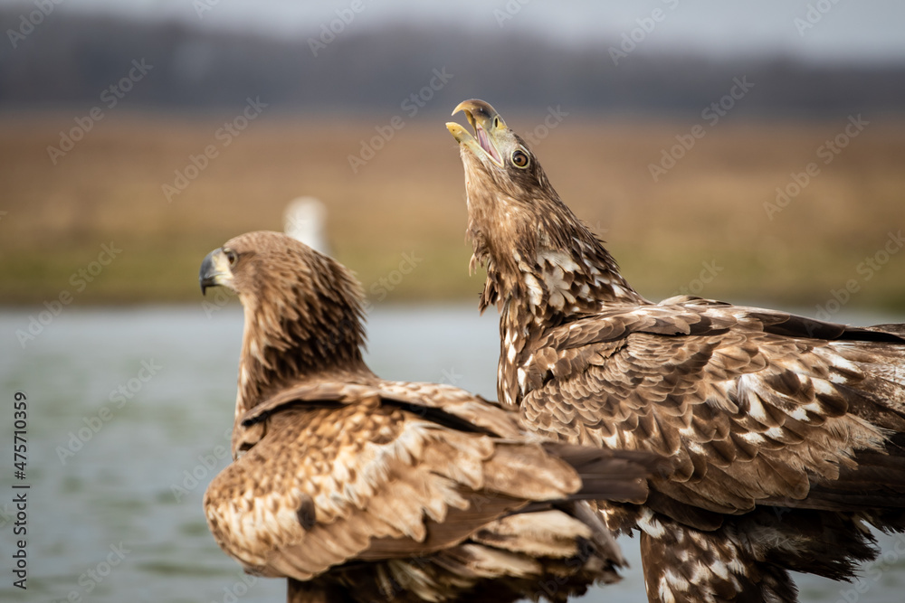 Obraz premium Young white-tailed eagle (Haliaeetus albicilla) in winter, calling
