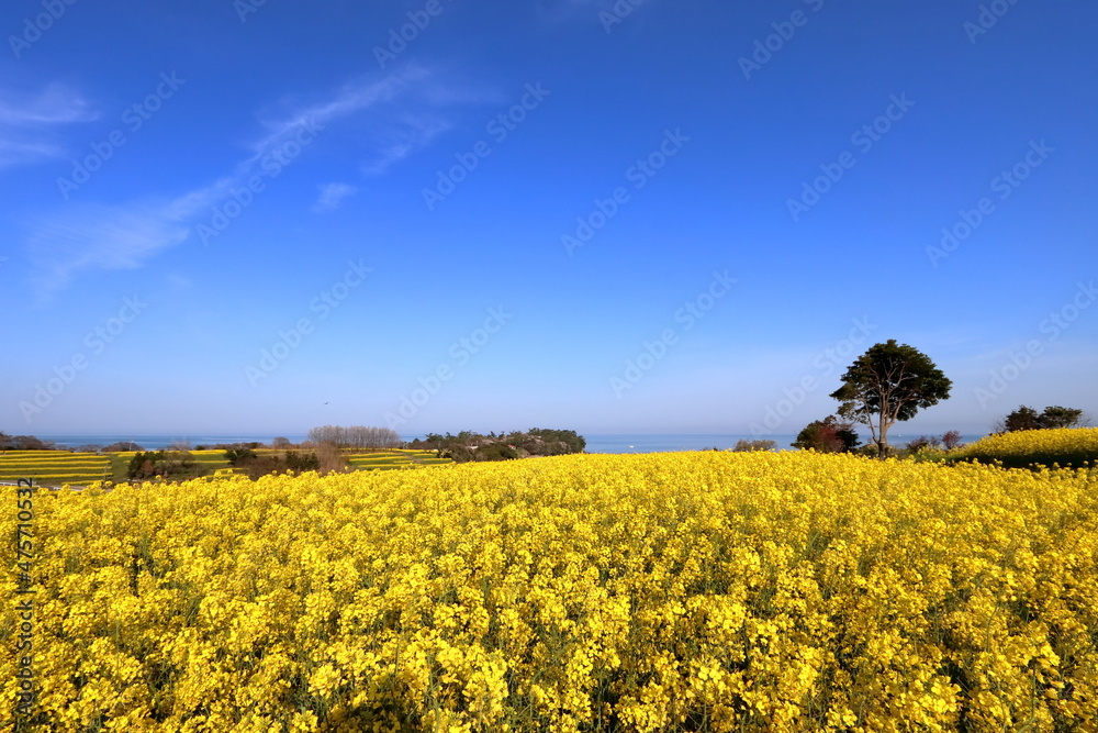 海沿いの菜の花畑