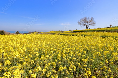 菜の花畑