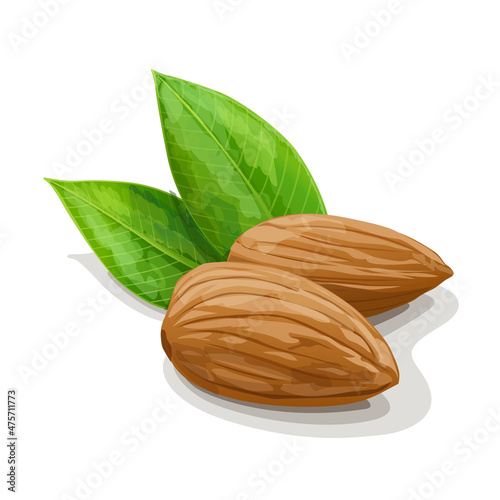 Two almonds with leaves isolated on white background. Raw vegan healthy food. Vector Illustration.