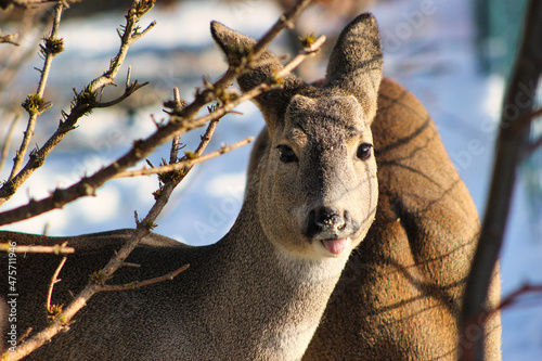 Closeup shot of Siberian roe deer next to a tree photo