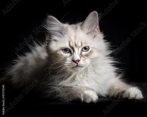 Young Neva masquerade kitten, domestic cat. © Nils