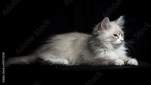 Young Neva masquerade kitten, domestic cat.