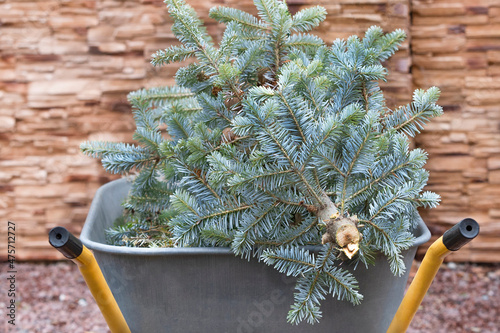 A blue spruce, felled and lying in a garden cart.Selective focus.Background from decorative brown stone.Сoncept of cleaning, eliminating trees.