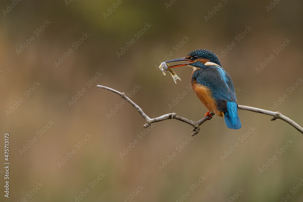 Female common Kingfisher with fish in beak perched on a branch with autumnal coloured background. Female common Kingfisher with fish in beak perched on a branch with autumnal coloured background.