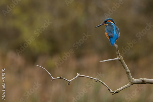 Male Common Kingfisher perched on a branch looking down to fish with an autumnal coloured background. 