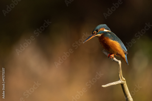 Female Common Kingfisher perched on a branch with autumnal coloured background.   © L Galbraith