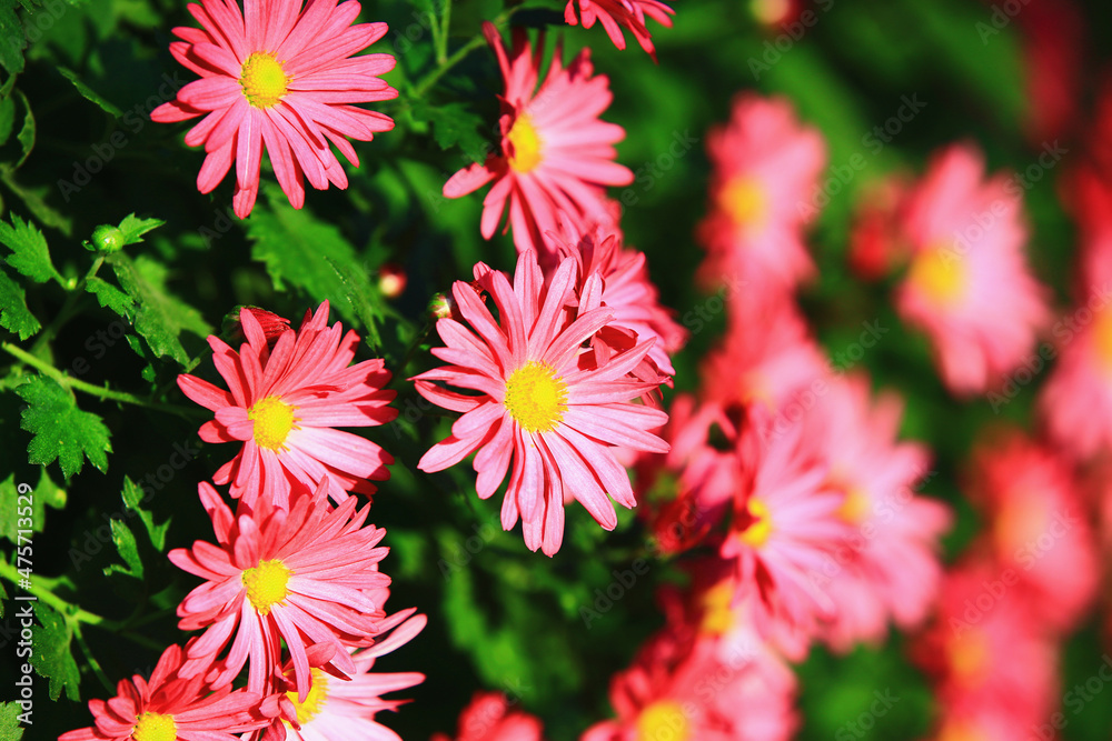beautiful view of blooming Chrysanthemum flowers,close-up of pink with yellow flowers blooming in the garden
beautiful view of blooming Chrysanthemum flowers,close-up of pink with yellow flowers blooming in the garden
