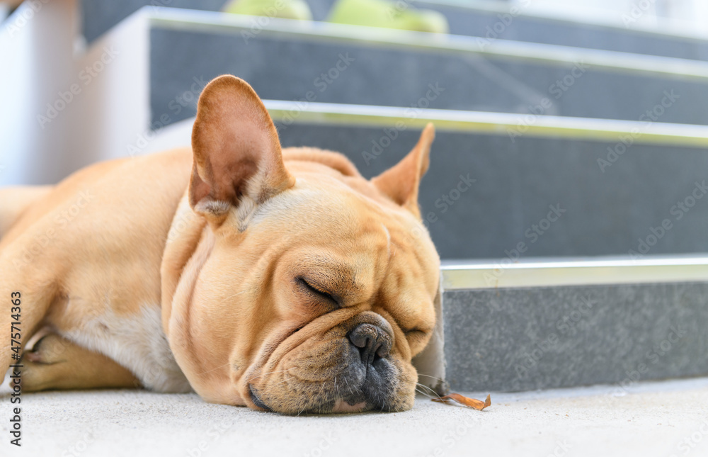 french bulldog sleep near stairs, rest and relax animal