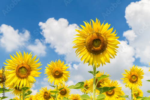 Beautiful sunflower flower blooming in sunflowers field on winter season,