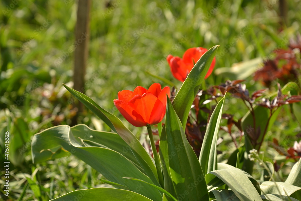 Red tulips on a green background.