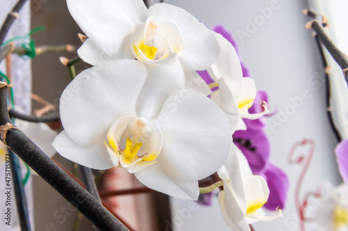 white orchid flowers in front, in the distance purple flowers of purple Phalaenopsis , selective focus photo