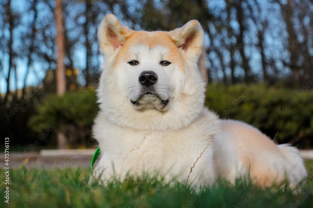 Portrait of one puppy teenager dog of japanese akita inu.