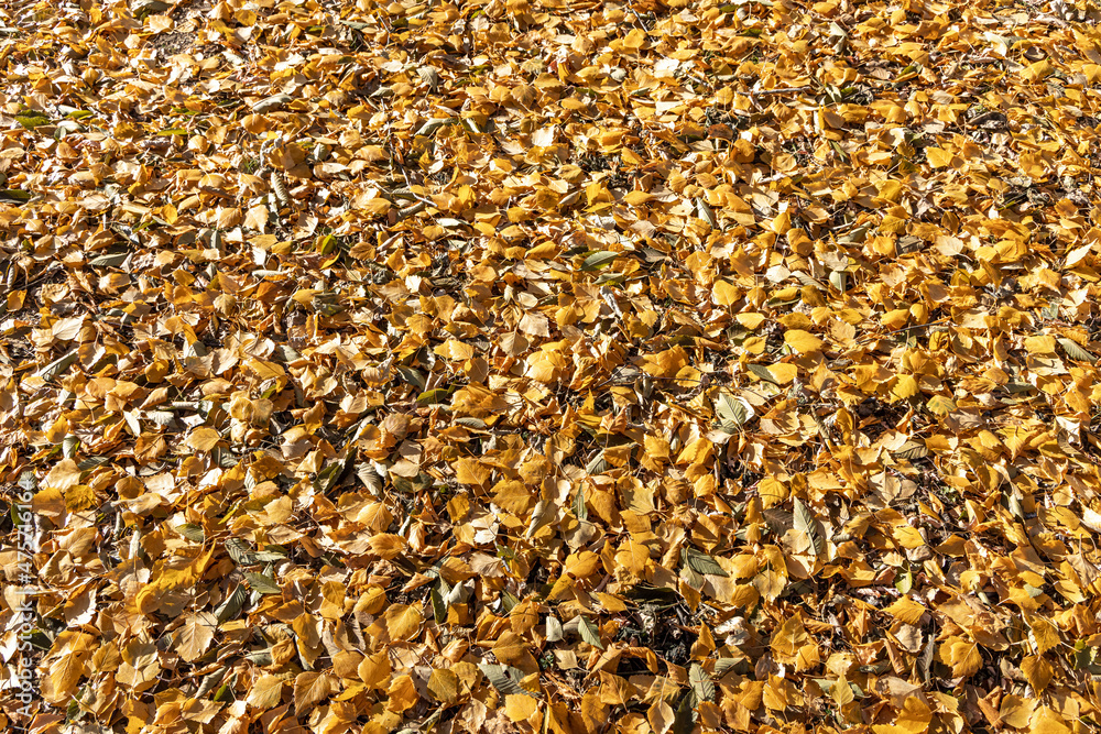 Beautiful texture of dry brown and yellow fall leaves is in the park Beautiful texture of dry brown and yellow fall leaves is in the park