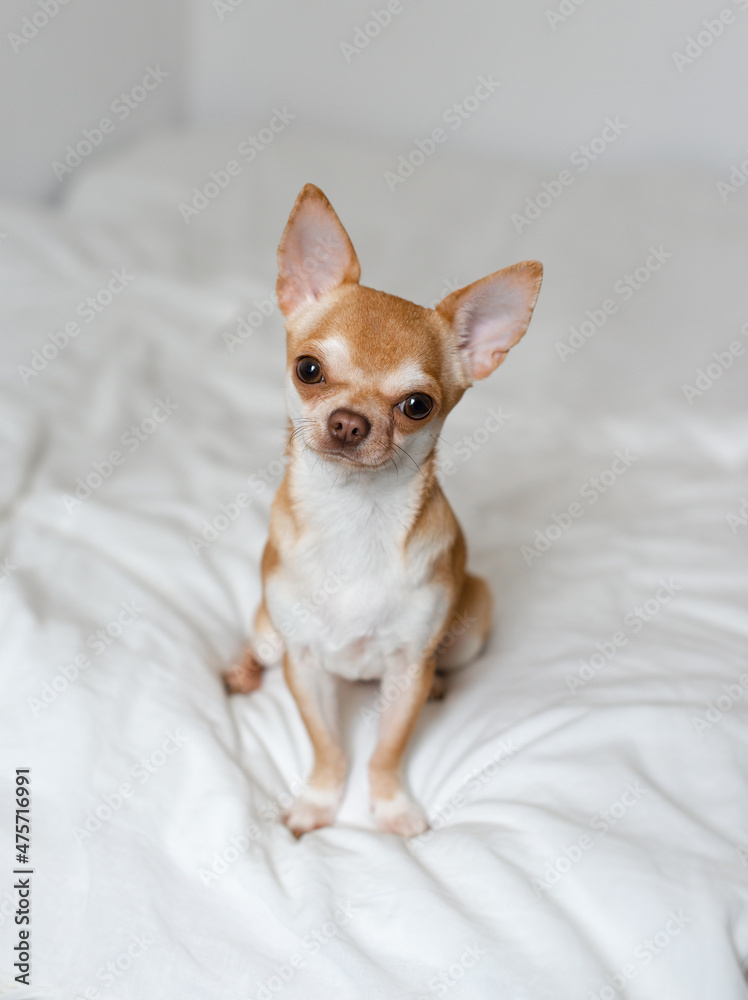 Red Chihuahua sits on a white blanket Red Chihuahua sits on a white blanket