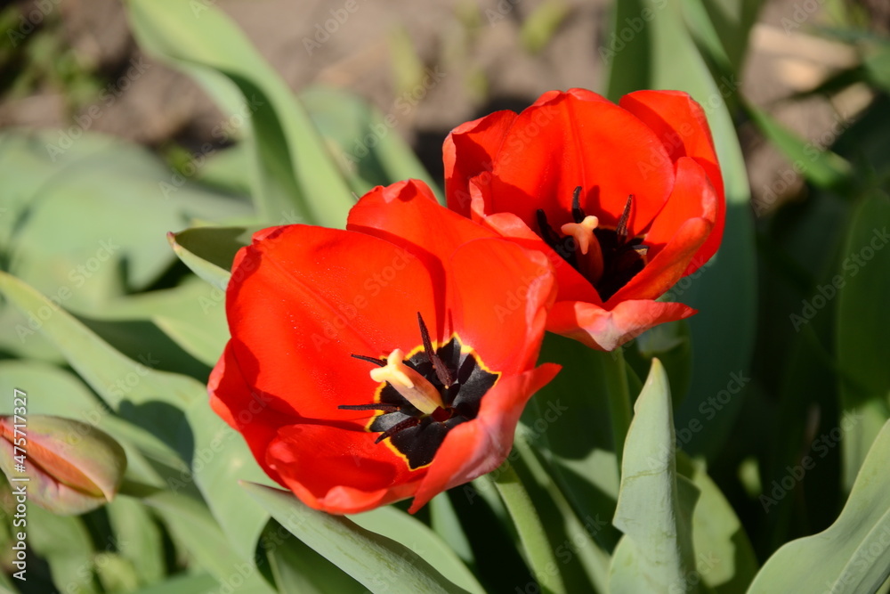 Red tulips on a green background. Red tulips on a green background.