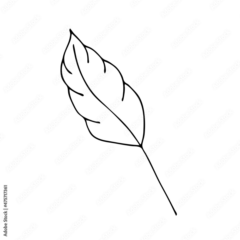 Leaves in the style of doodles. Vector design elements of a black line drawn by hand. Leaves of various plants, flowers and trees. Vector illustration.