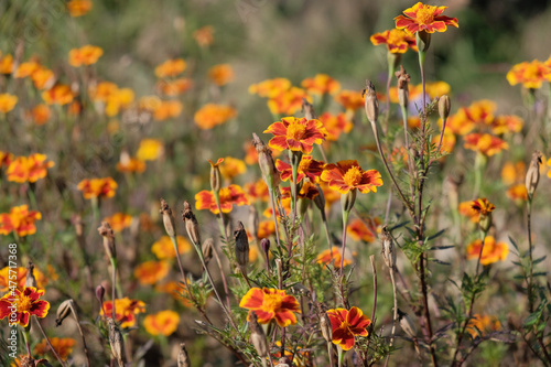 field of flowers